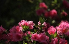  杜鵑花為什么會破壞生態環境