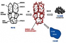  &ldquo;微生物蛋白提取技術"將挑戰(zhàn)污水治理頑疾