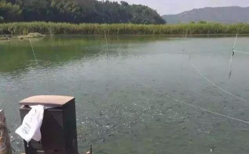 水渾了？不用怕，這五個方面讓水質恢復清新